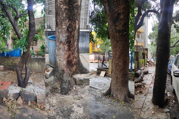 Cementation of 4147 trees
