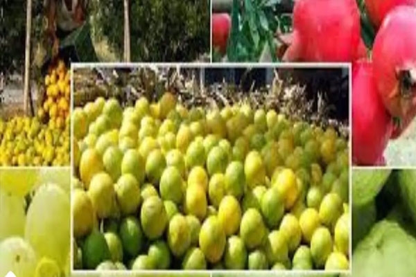 Fruit Crop Insurance Scheme Fruit Crop Insurance Scheme