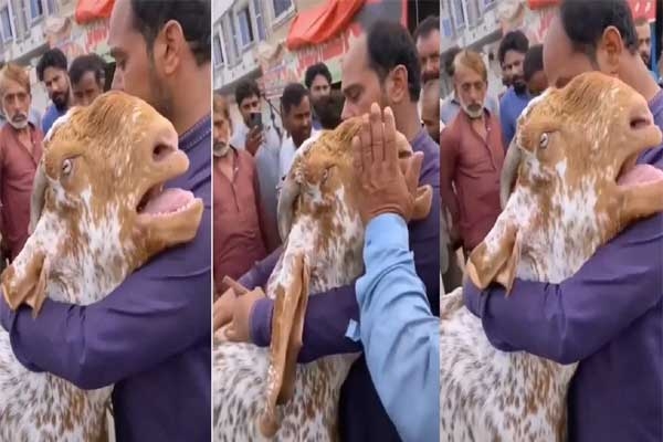 Goat crying viral video Goat crying viral video