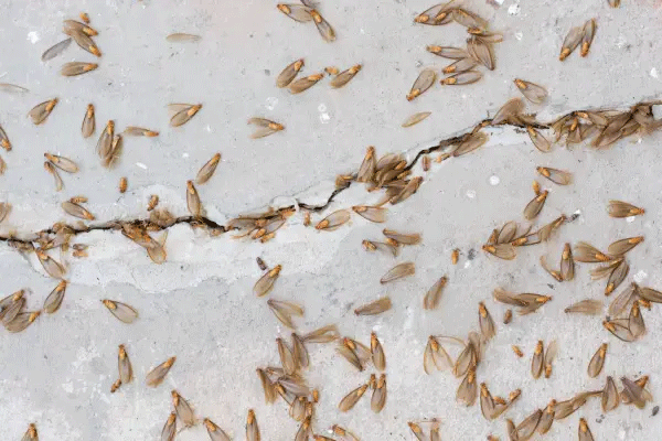 Termite control