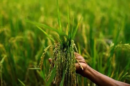 वर्धेत फत ८८० पीकविम्याची नोंदणी