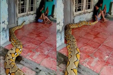 थरारक Video! एवढा मोठा अजगर गेला मुलांच्या जवळ, आणि...