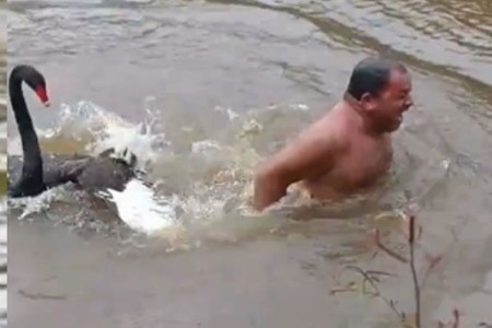 ...आणि स्वानने केला अंघोळ करत असलेल्या व्यक्तीवर हल्ला, VIDEO