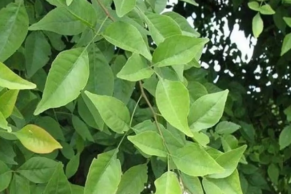 बेलाचे पान 