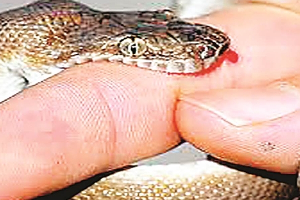 snake 