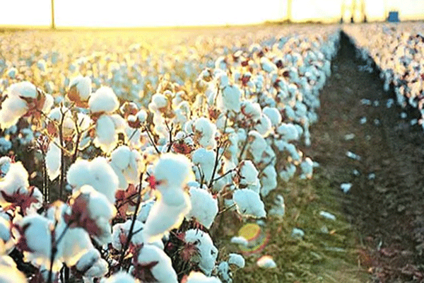 Cotton cultivation area declining Nagpur Bench orders to CCI