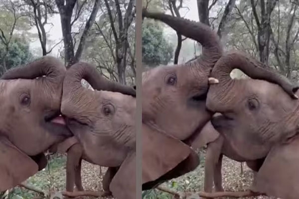 kiss-of-two-baby-elephants