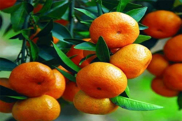 Katol orange processing plant processing factory transfer High Court order