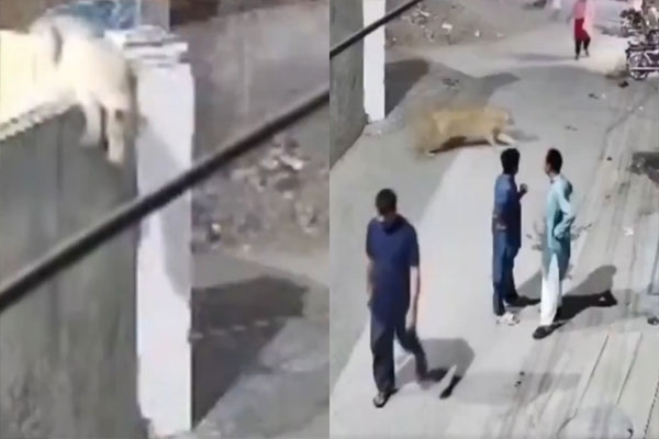 lion attacks children in Lahore