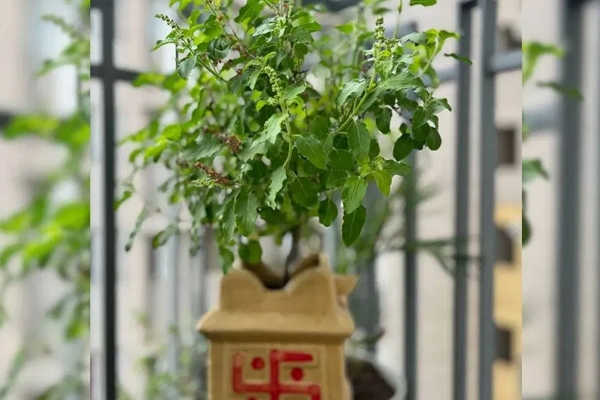 तुलसी तुलसी