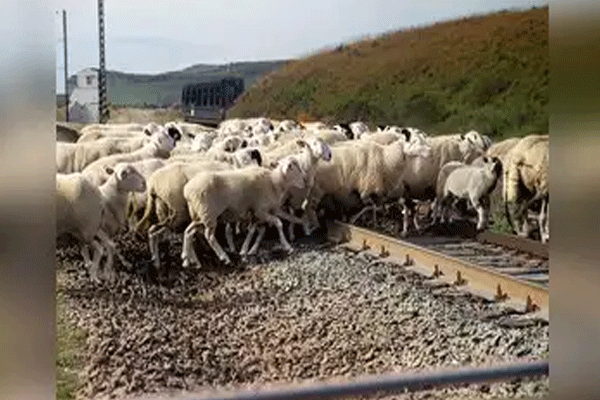 Bhojpur train accident sheep killed by train