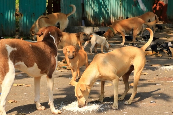 स्ट्रीट डॉग 