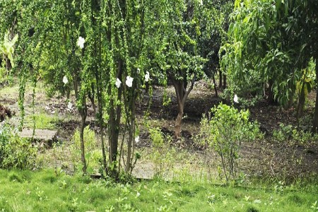 सामका आयुर्वेद सेंटरमध्ये ‘तुळशीचे हरितवन’