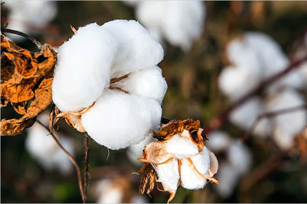 Measures against sudden death disease in cotton crop