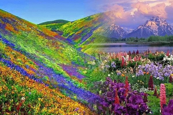 Valley of Flowers Uttarakhand