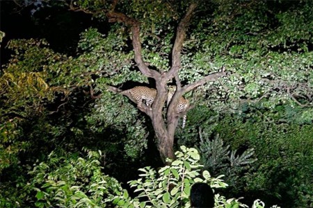 क्रीडांगणात दोन बिबट्यांची ‘एन्ट्री’