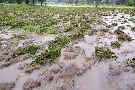 उपमुख्यमंत्रांकडे साकडे...मराठवाड्यात ओला दुष्काळ जाहीर करा!