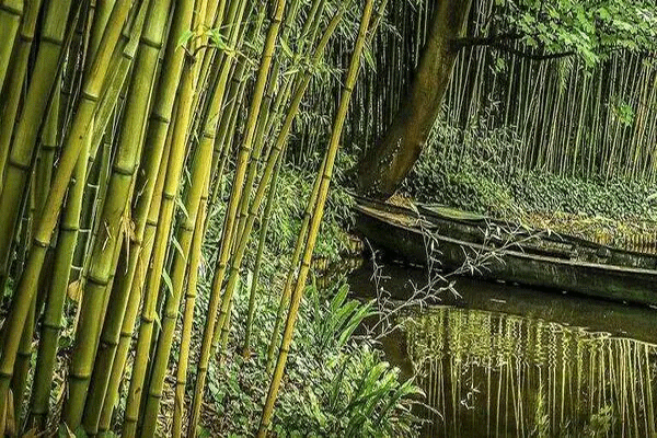bamboo summit 