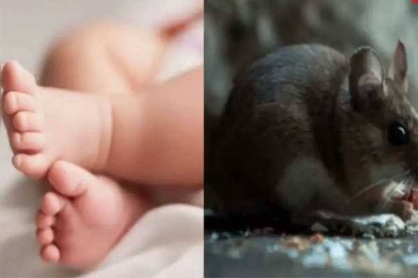 mouse attack newborn baby