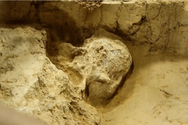 homo longi, dragon man skull, ancient human skull China, 1 million year old skull, human evolution Asia, homo erectus vs homo longi, human origins China, early human species, ancient hominid discovery, Denisovans connection, Neanderthals relation, human ancestry skull discovery, digital skull reconstruction, hupei skull discovery, human evolution timeline, Chris Stringer evolution, natural history museum skull, Asia human origin theory, prehistoric human species, China archaeological discovery