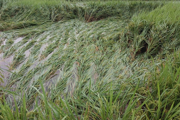 farmer-loss-in-tumsar