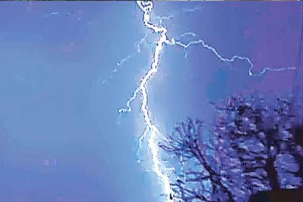 buffalo-killed-by-lightning-strike