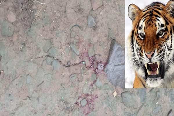Tiger attack