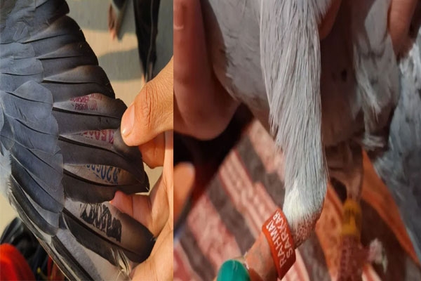  Suspicious pigeon Jammu & Kashmir, coded pigeon found,