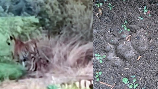 उमरी-चिखली शिवारात वाघाचे पगमार्क