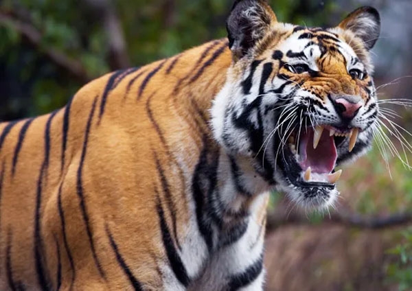 chandrapur-man-eater-tiger