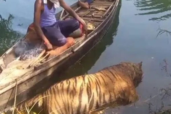 Tadoba buffer zone, Tiger death, Tadoba Andhari Tiger Reserve, Chinholi village, Irai river, Tiger carcass, Wildlife department, Wildlife officials, Forest department, Tiger investigation, Wildlife poaching, Tiger attack, Tiger death inquiry, Animal conservation, Maharashtra tiger reserve, Chhattisgarh tiger news, Transit treatment center, Forest ranger team, Tiger habitat, Tiger population, Wildlife crime, Wildlife news, Wildlife deaths, Tiger mortality, Tiger safety concerns, Chhattisgarh wildlife.