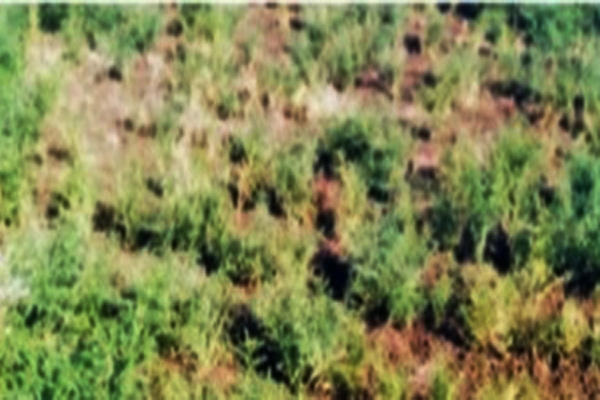 y11Jan-Harbhara y11Jan-Harbhara