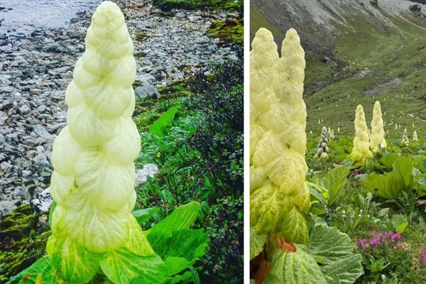 सिक्कीम सुंदरी 