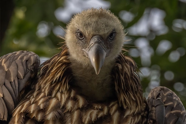 Himalayan vulture