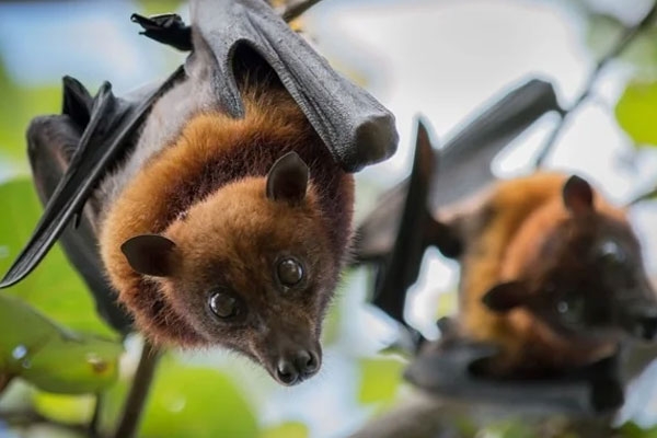 the-threat-of-nipah-in-west-bengal