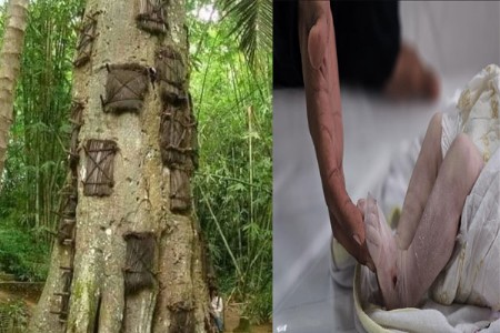 अरे देवा! झाडात पुरले जातात लहान मुलांचे मृतदेह... मग केले जाते असे काही