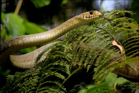 भारतातील सापांचे अधिवास: राज्यनिहाय विविधता आणि वैशिष्ट्ये