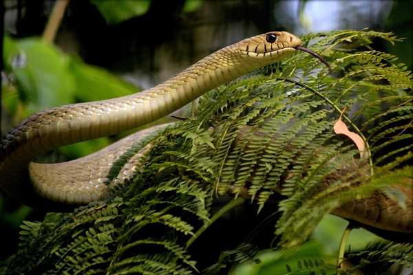 सापांचे अधिवास 