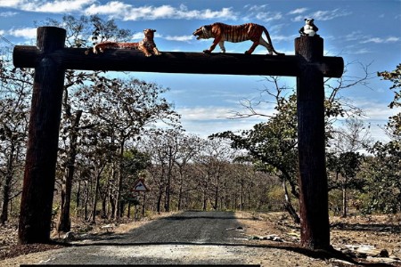 ‘बोर’च्या बफर सफारीचा उद्या श्रीगणेशा
