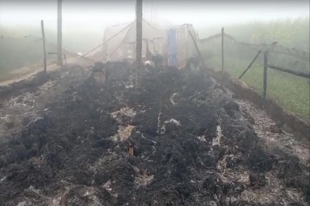 भीषण आगीत ३,५०० कोंबड्या जळाल्या; कुत्र्यांसह अंडीही भस्मसात