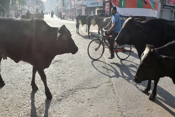 Help for Stray Animals