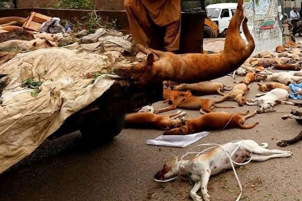Stray dogs killed by poisoning