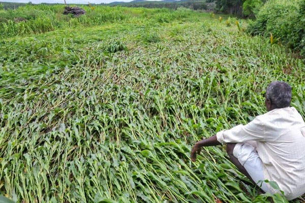 Crop Loss Compensation