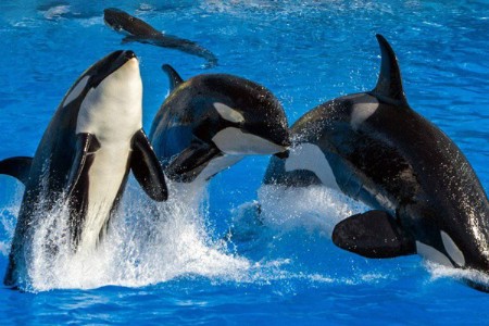 सागरी जीवांचे भविष्य धोक्यात, नवीन संशोधनातून उघड झाले