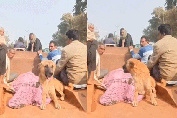 shivpuri-dog-viral-news