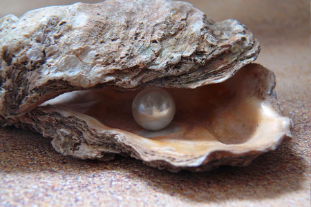 समुद्रातील नैसर्गिक चमत्कार... कसा तयार होतो मोती