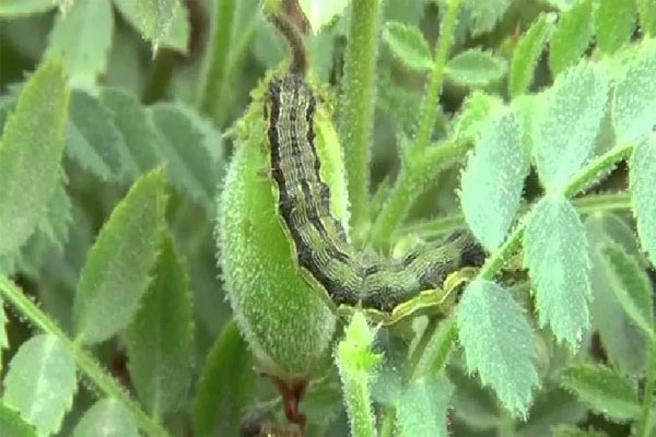cloudy weather effect on chickpea crop