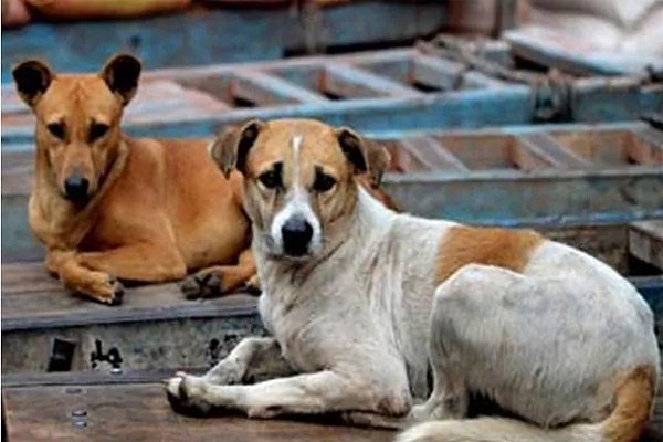  stray dog population increase