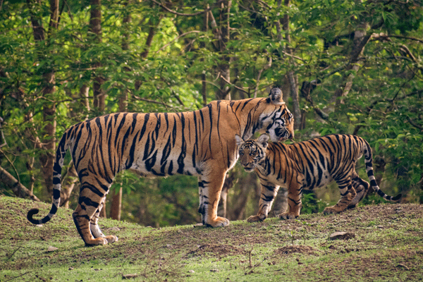 pilibhit-tiger-reserve