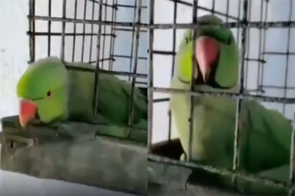 the-parrot-threatened-its-owner